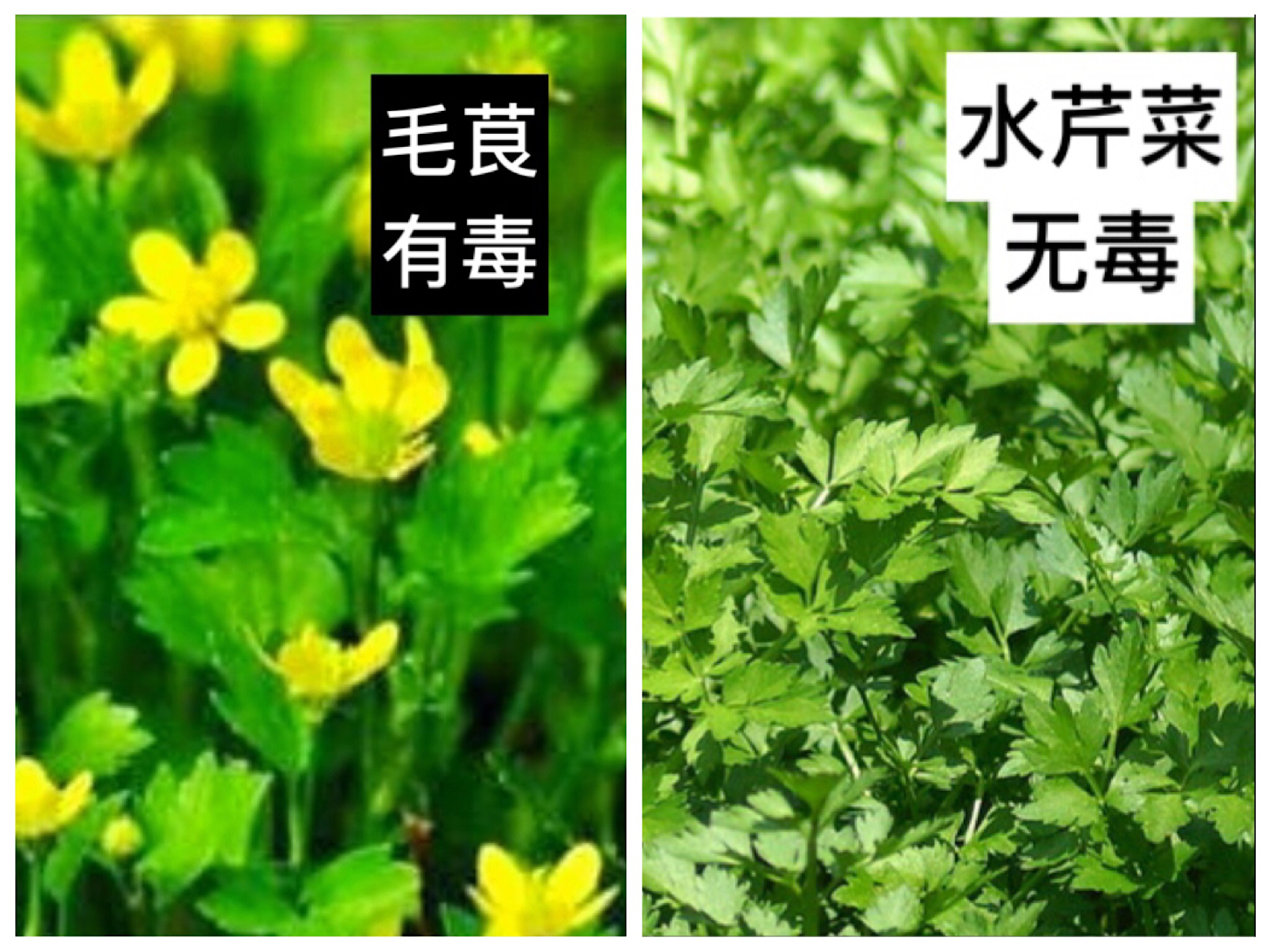 毛茛形似水芹菜,但毛茛是有毒的.