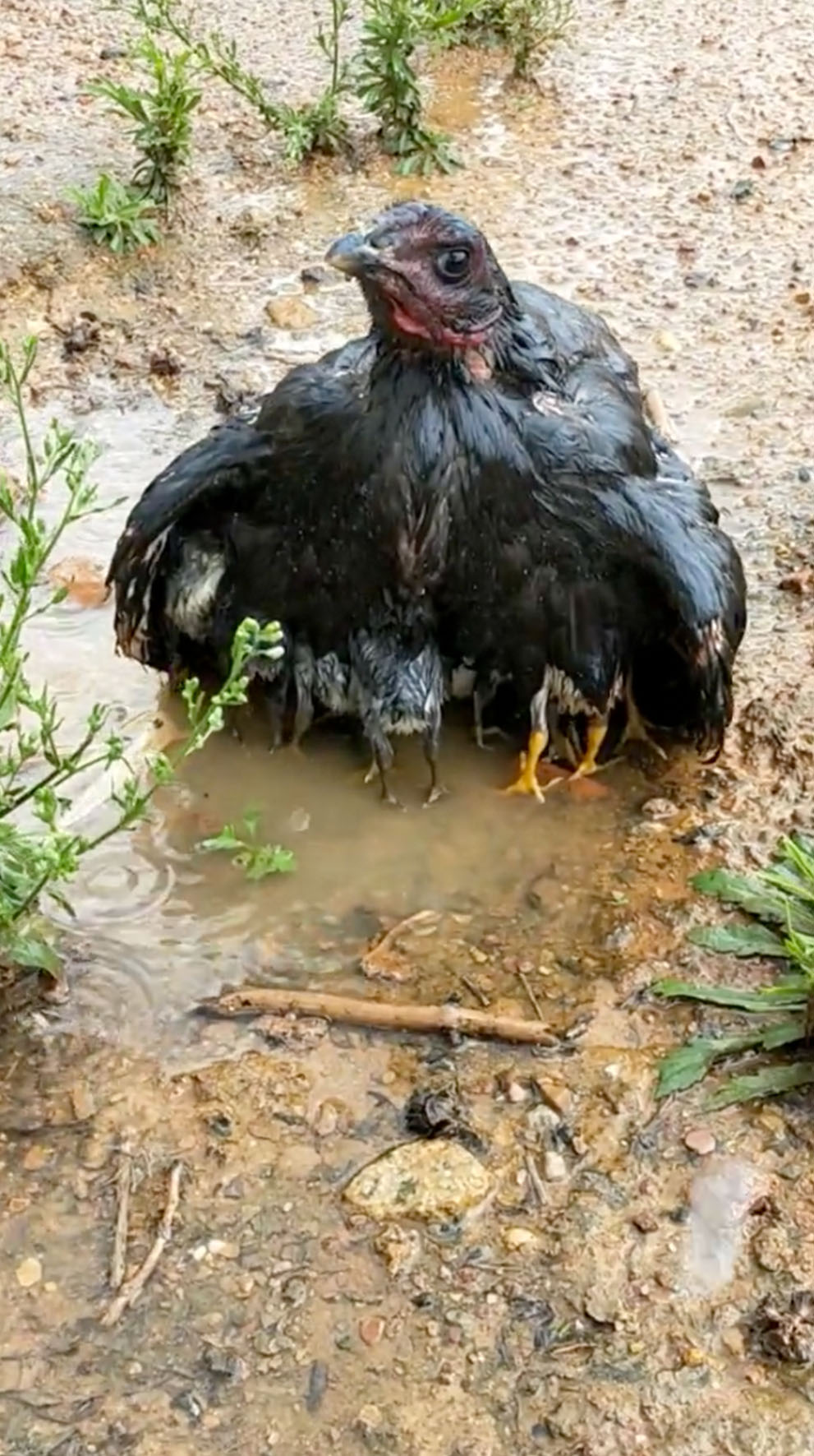 大雨中母鸡用身体为小鸡遮雨 网友:伟大的母爱