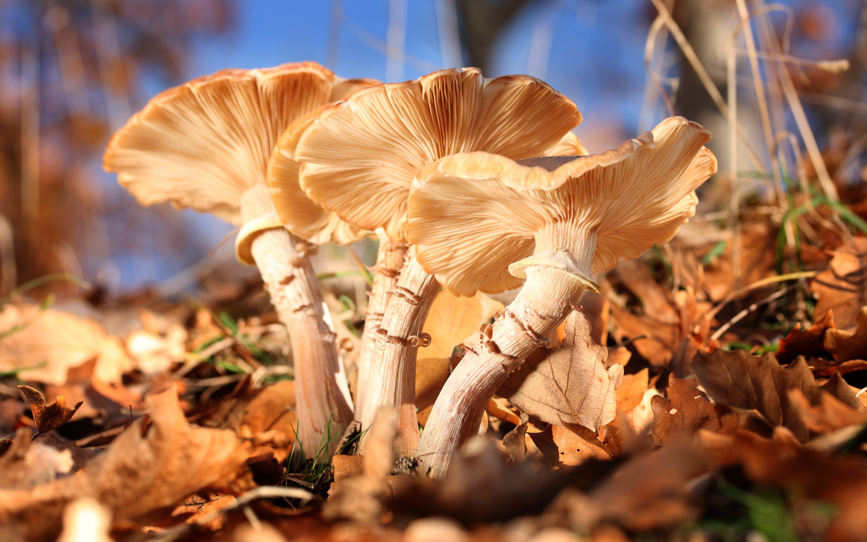 图/ic photo夏季是野生蘑菇的生长旺季,也是食用野生蘑菇中毒的高发