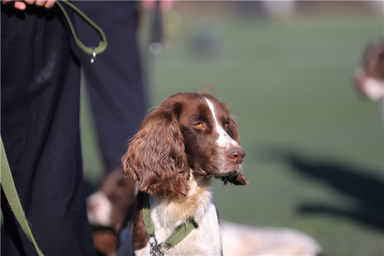 搜毒犬史宾格犬.配戴警犬作战指挥系统的警犬.