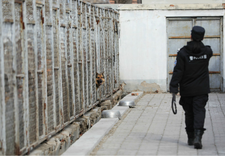 2018年2月22日,北京丰台,北京铁路公安处警犬工作队,回到犬舍的