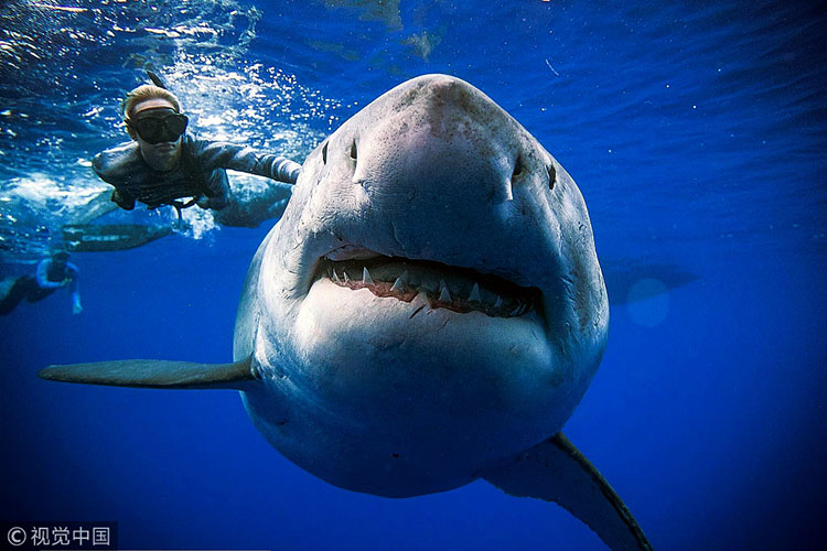 眼界与鲨共舞巨型大白鲨深蓝再现