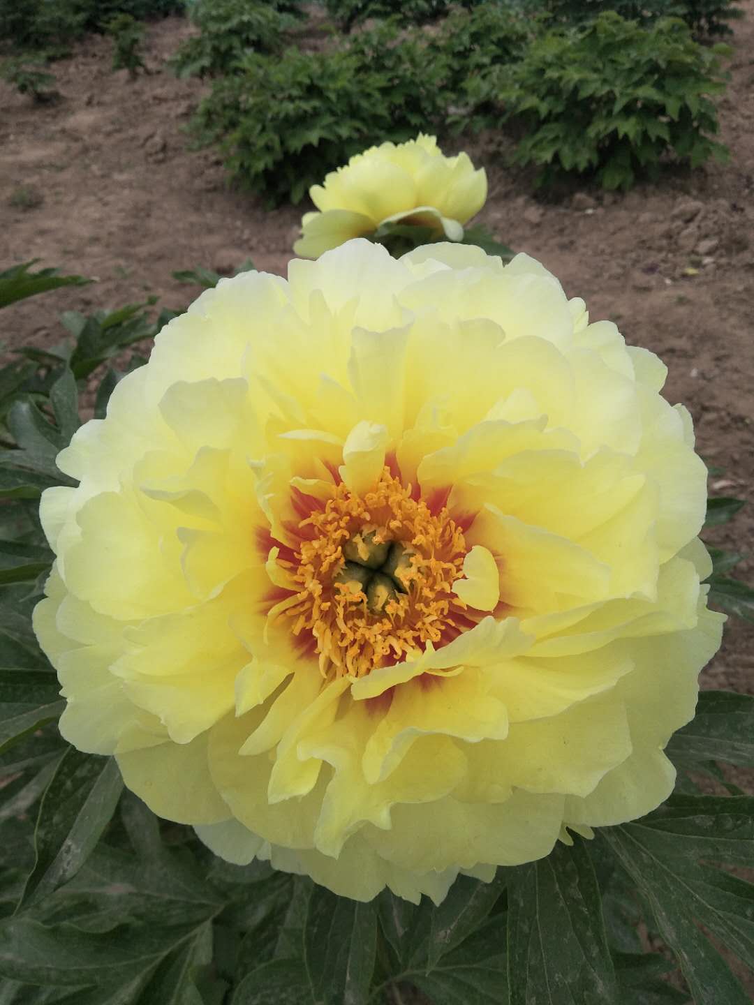 黄色芍药"金花姑娘.