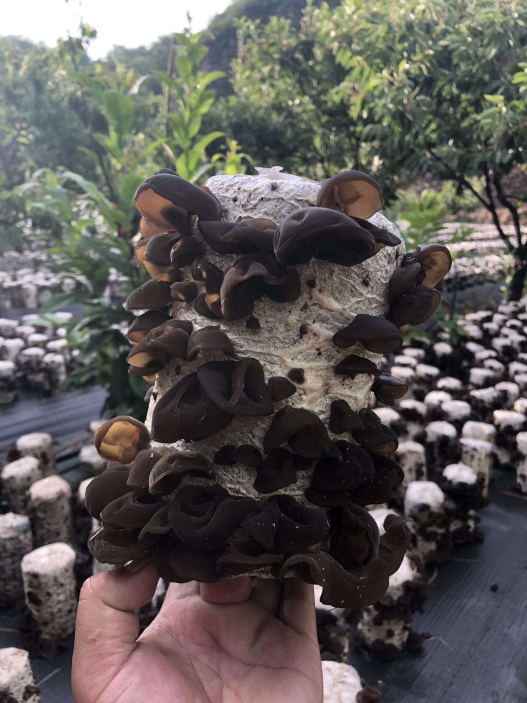 在板栗树下种黑木耳这个低收入村年底脱低