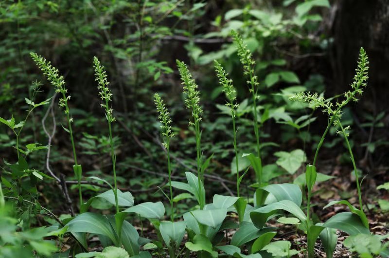 密云动植物资源将建大数据台账