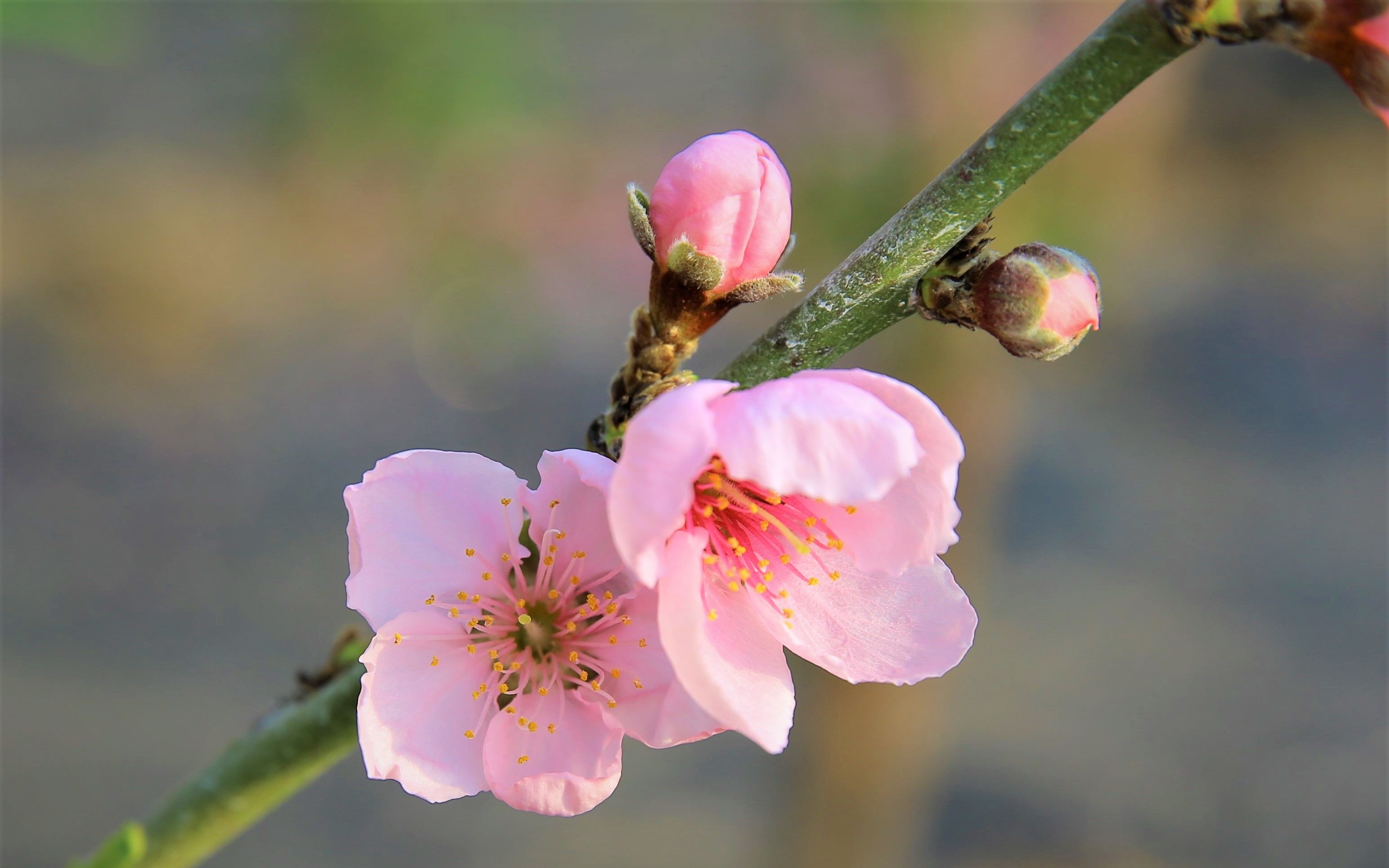 隆冬时节平谷大棚桃树已开花