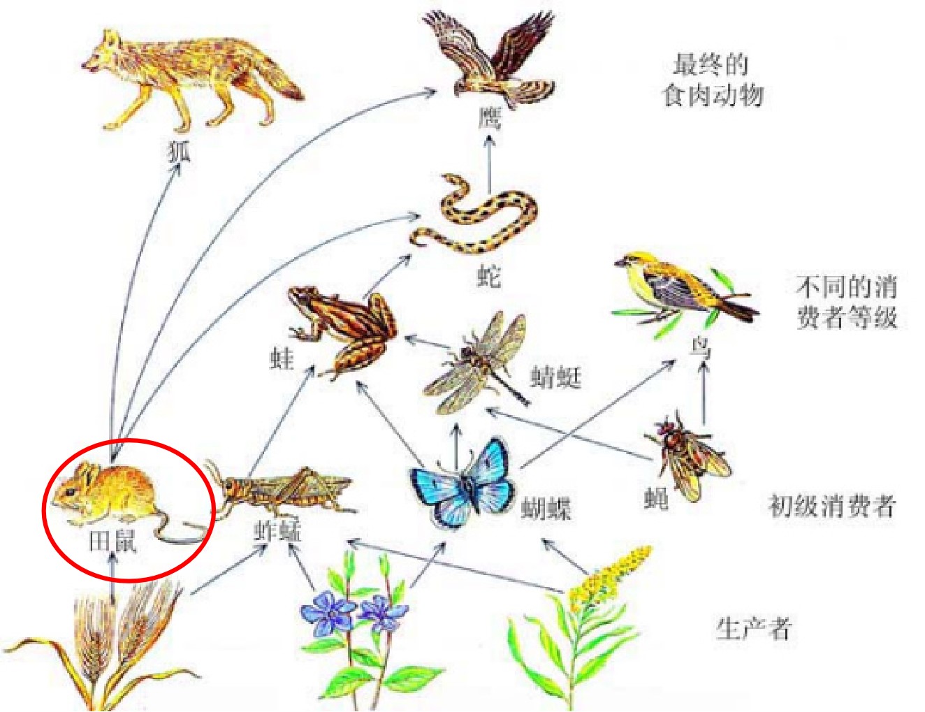 鼠年话鼠大自然有平衡法则不能任由老鼠灭绝