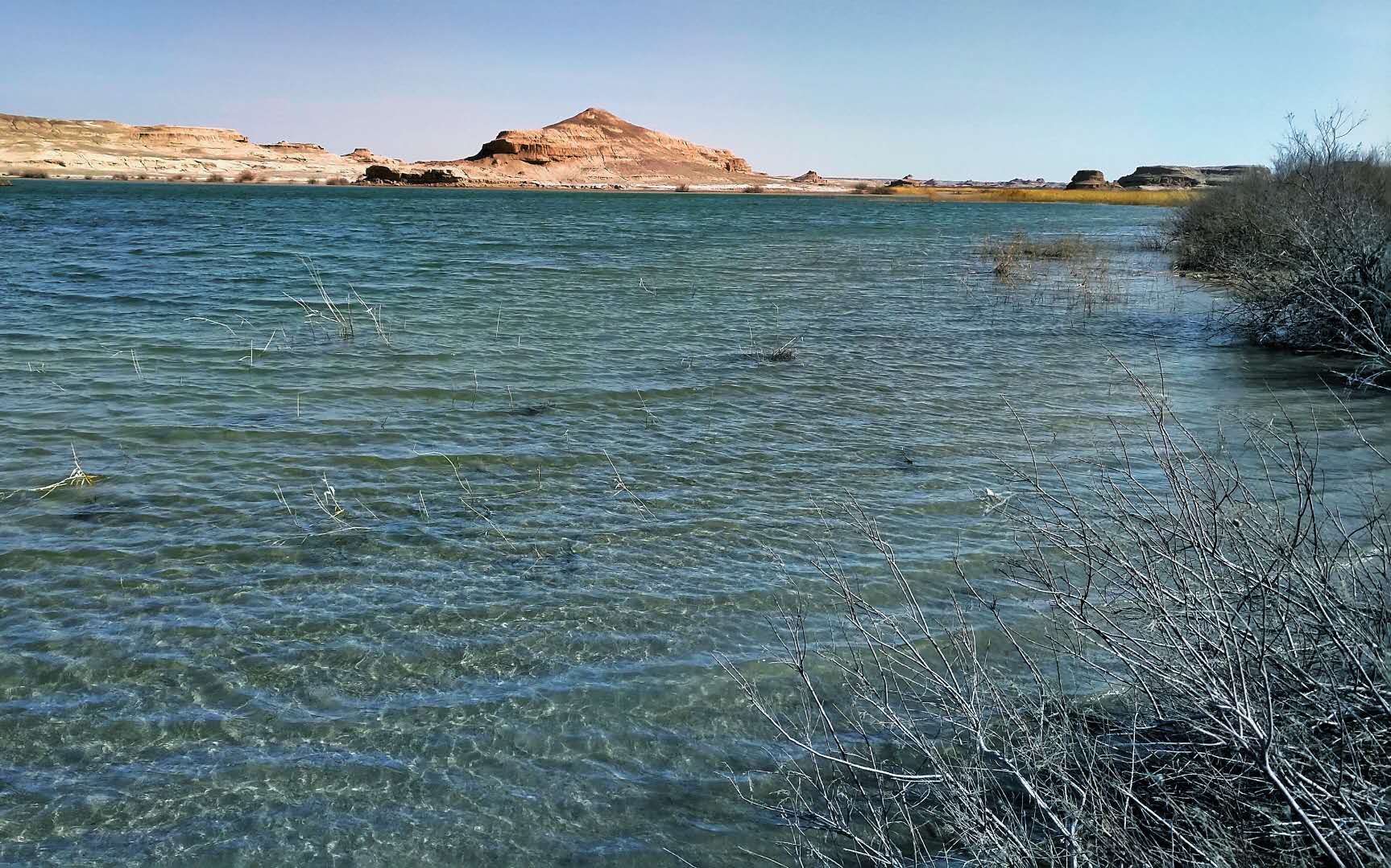 敦煌西湖自然保护区又出现一大型湖泊还首次拍到荒漠猫