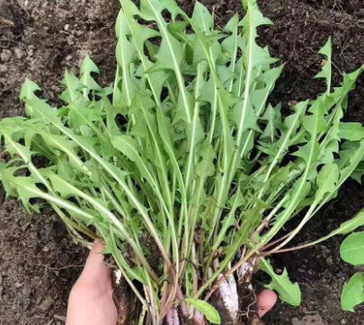 春天到了该怎样正确地吃野菜