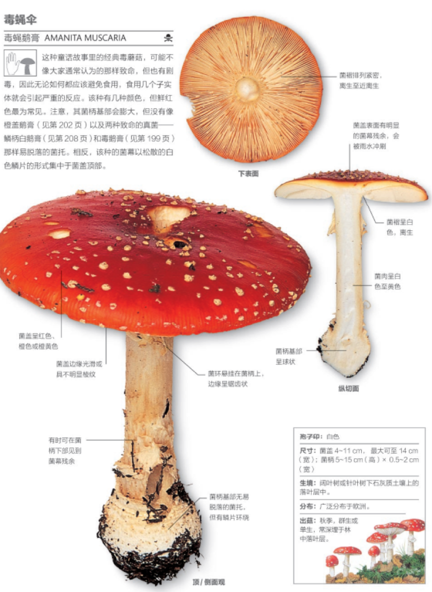 毒蝇伞(毒蝇鹅膏《dk蘑菇大百科》插图.