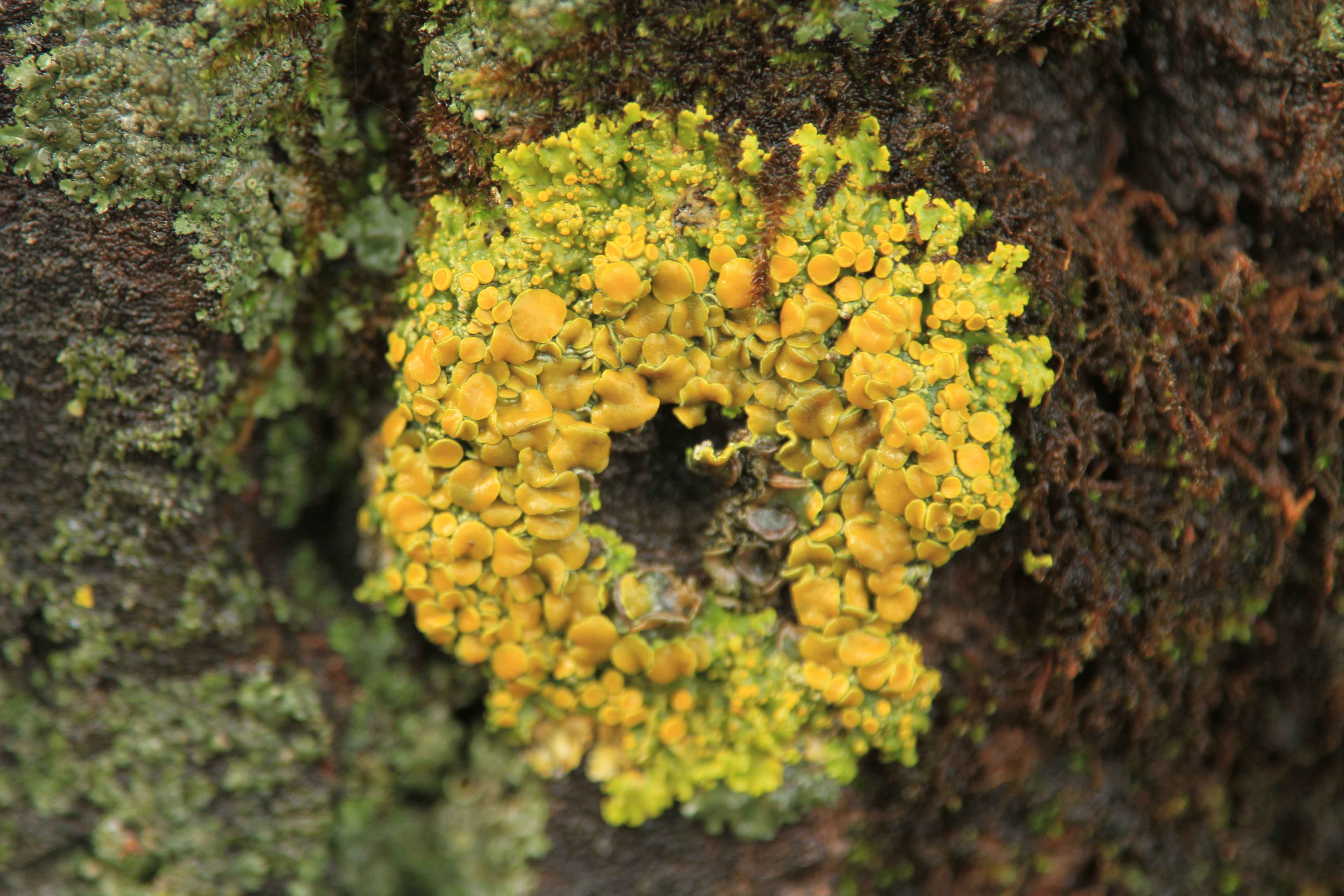 苔藓苔花如米小更赛牡丹开