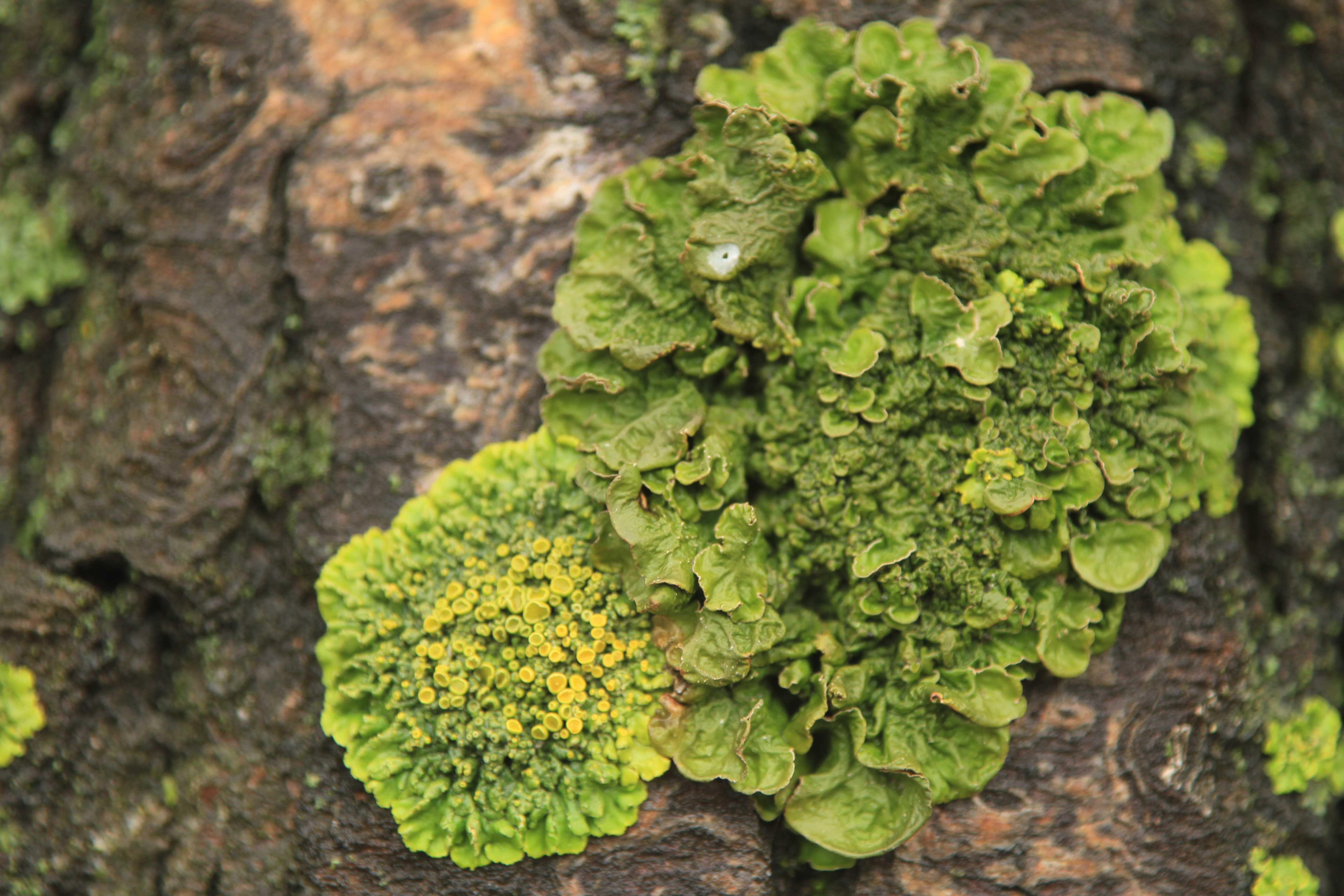 苔藓:苔花如米小,更赛牡丹开