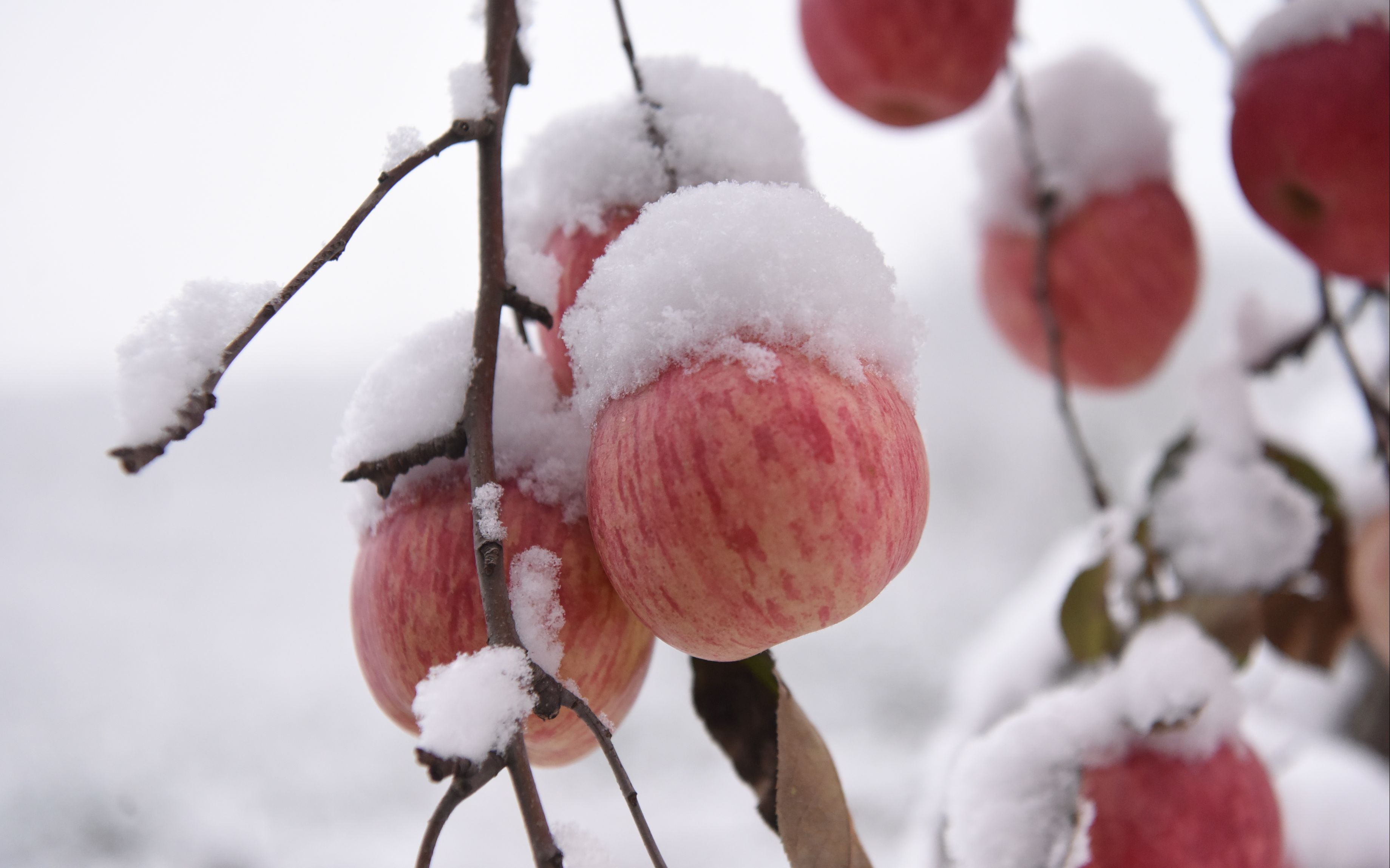 山东沂源雪地苹果忙采摘晚熟品种雪果价格翻番