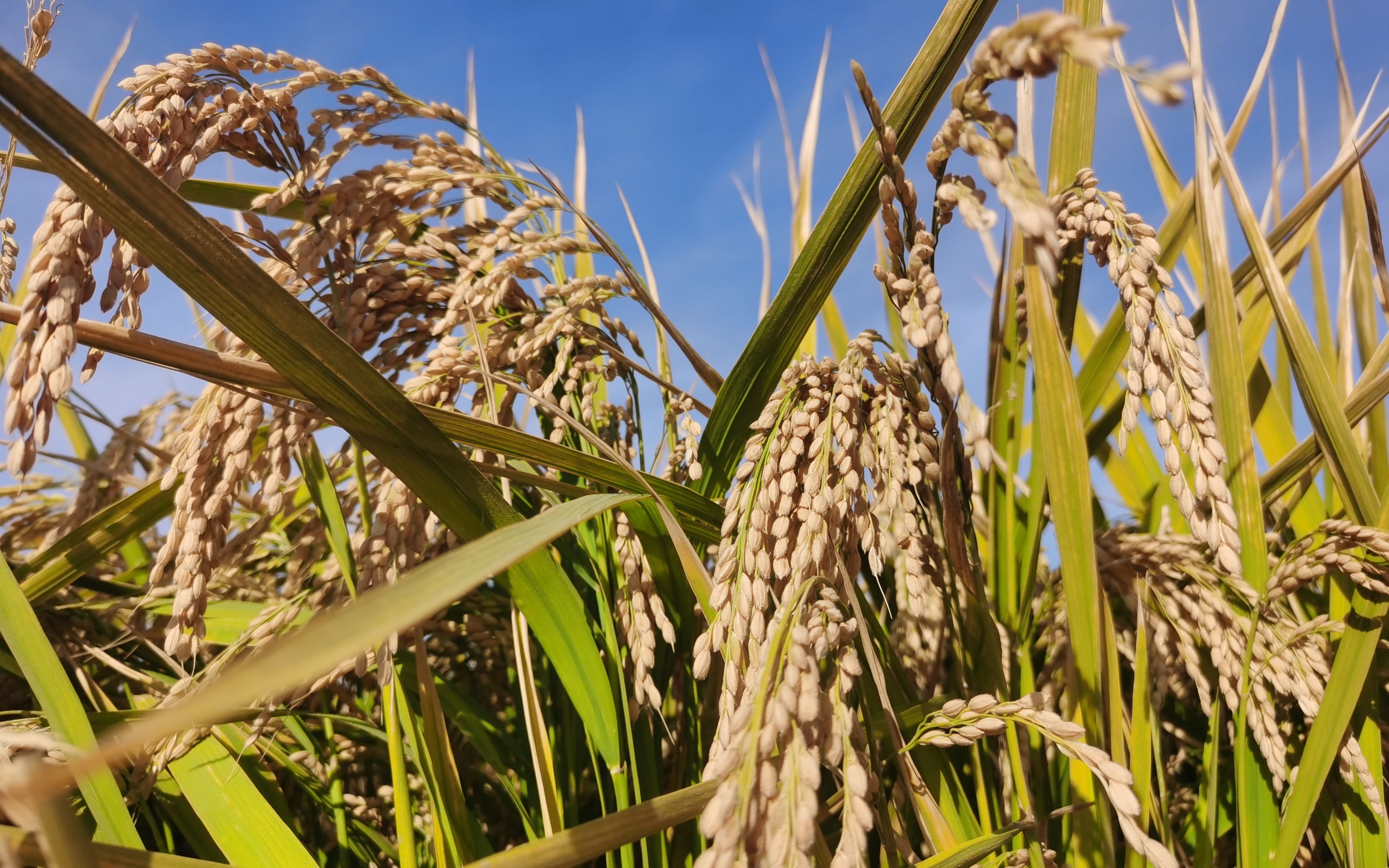 破解种业难题⑥丨两大口粮小麦水稻品种自主率100怎么做到的