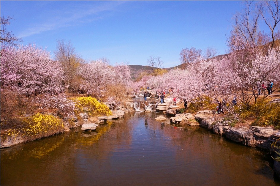 北京 北京植物园位于曹雪芹纪念馆西侧的山桃花溪有数百株山桃花初绽