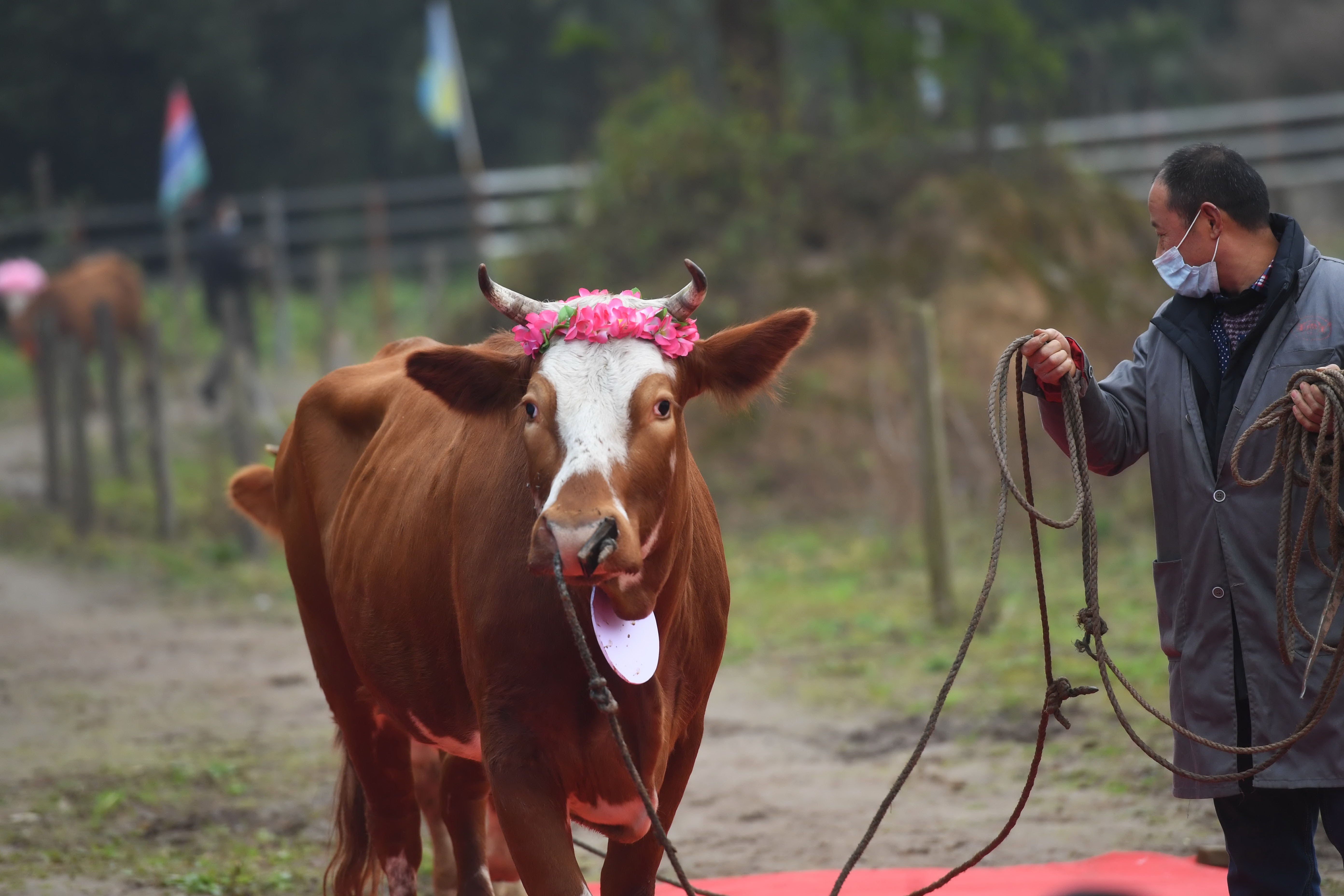 江南地区流行犒劳耕牛,祭祀百鸟的习俗.