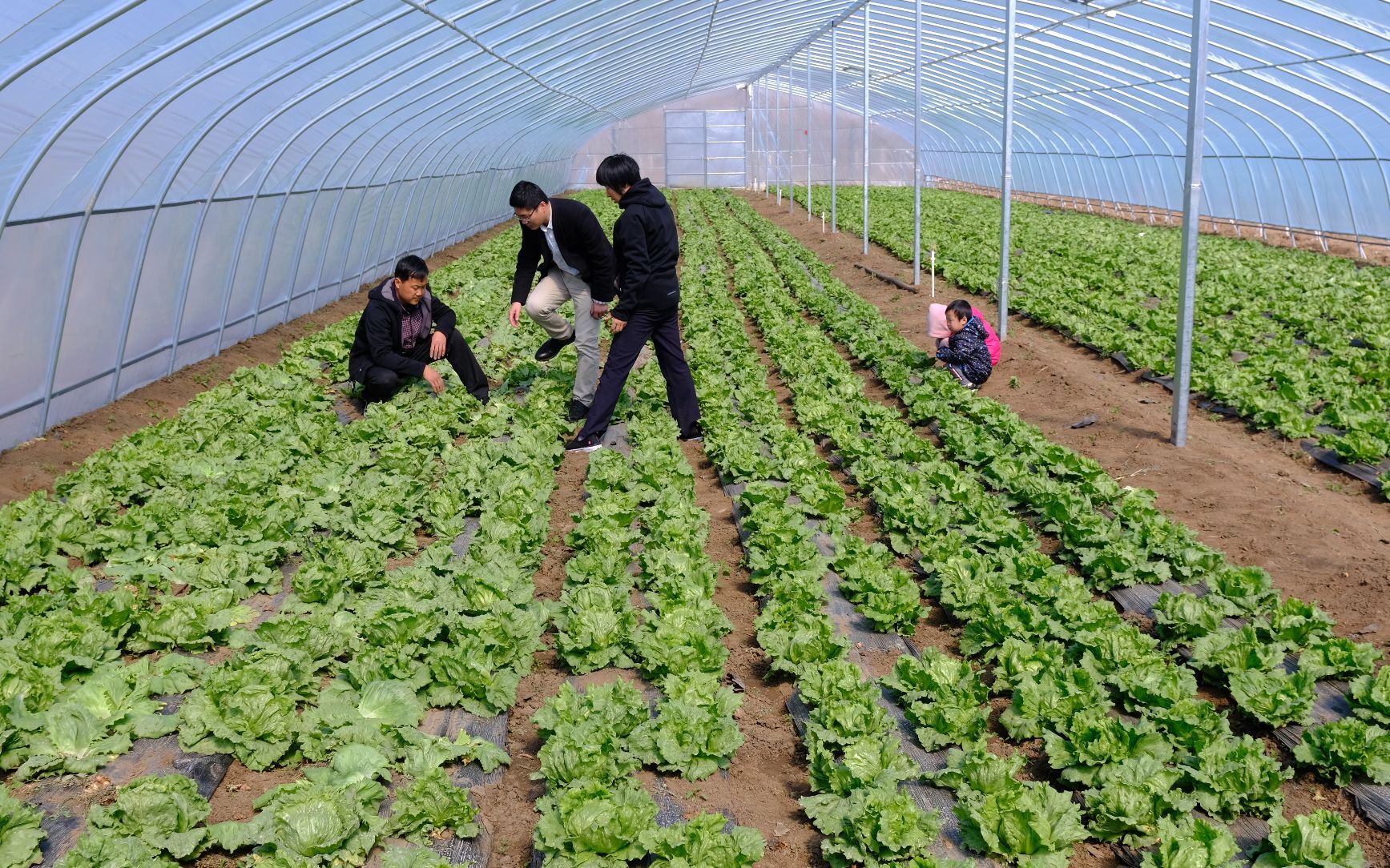体验农耕采摘喂养小动物通州军屯村这个共享农场开园了