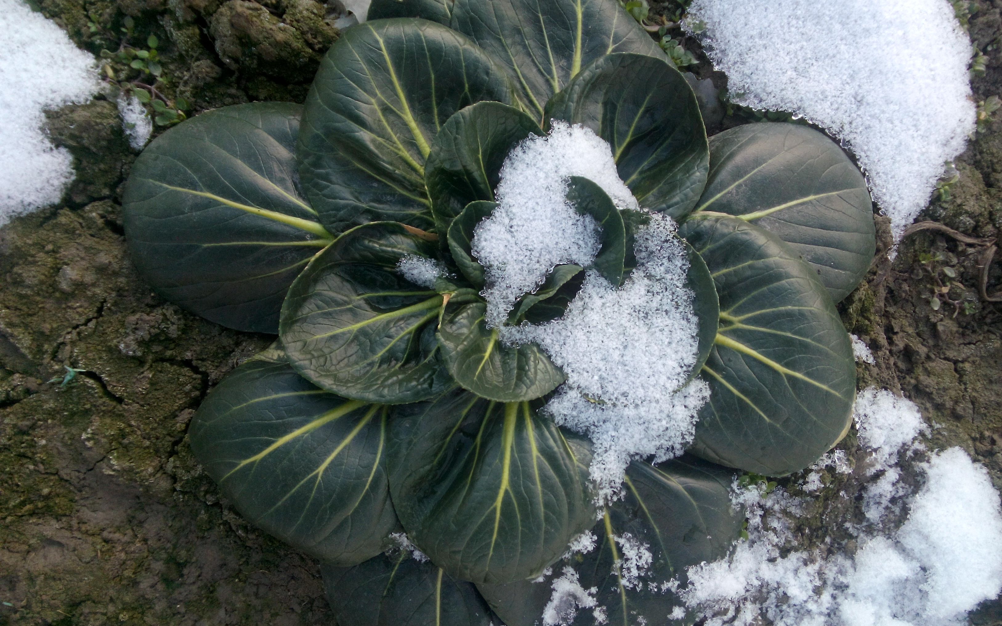 你知道黑塌菜吗?这种冰雪中生长的蔬菜,将登上北京市民的餐桌