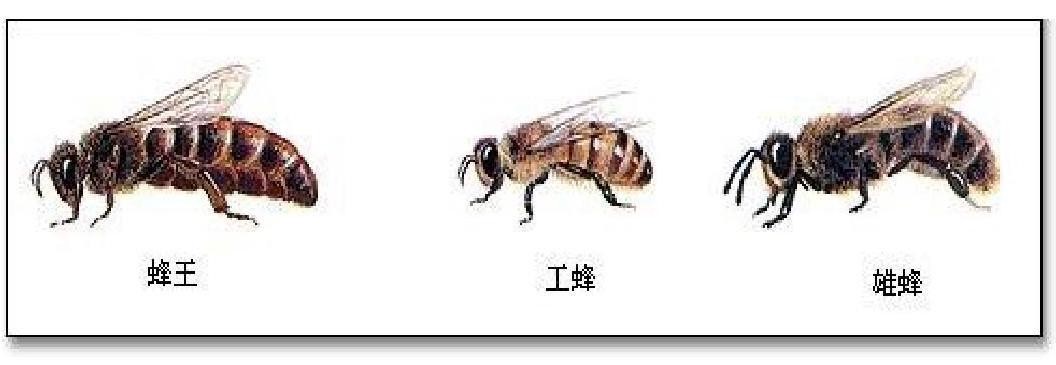 蜜蜂怎样做到高度分工农科院专家找到新的研究视角