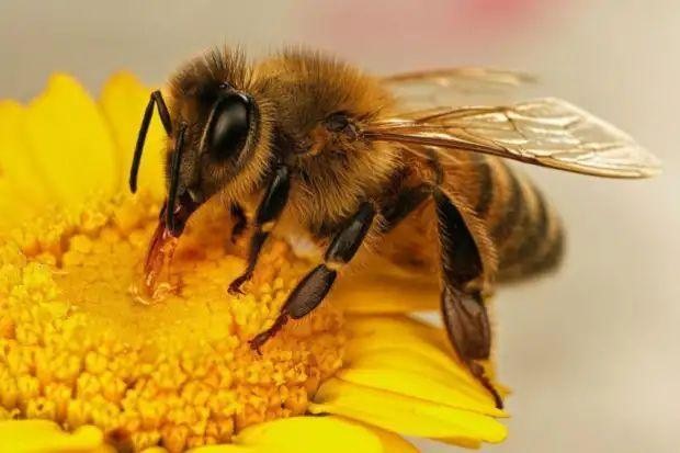 蜜蜂拥有细长的口器.中国农科院供图