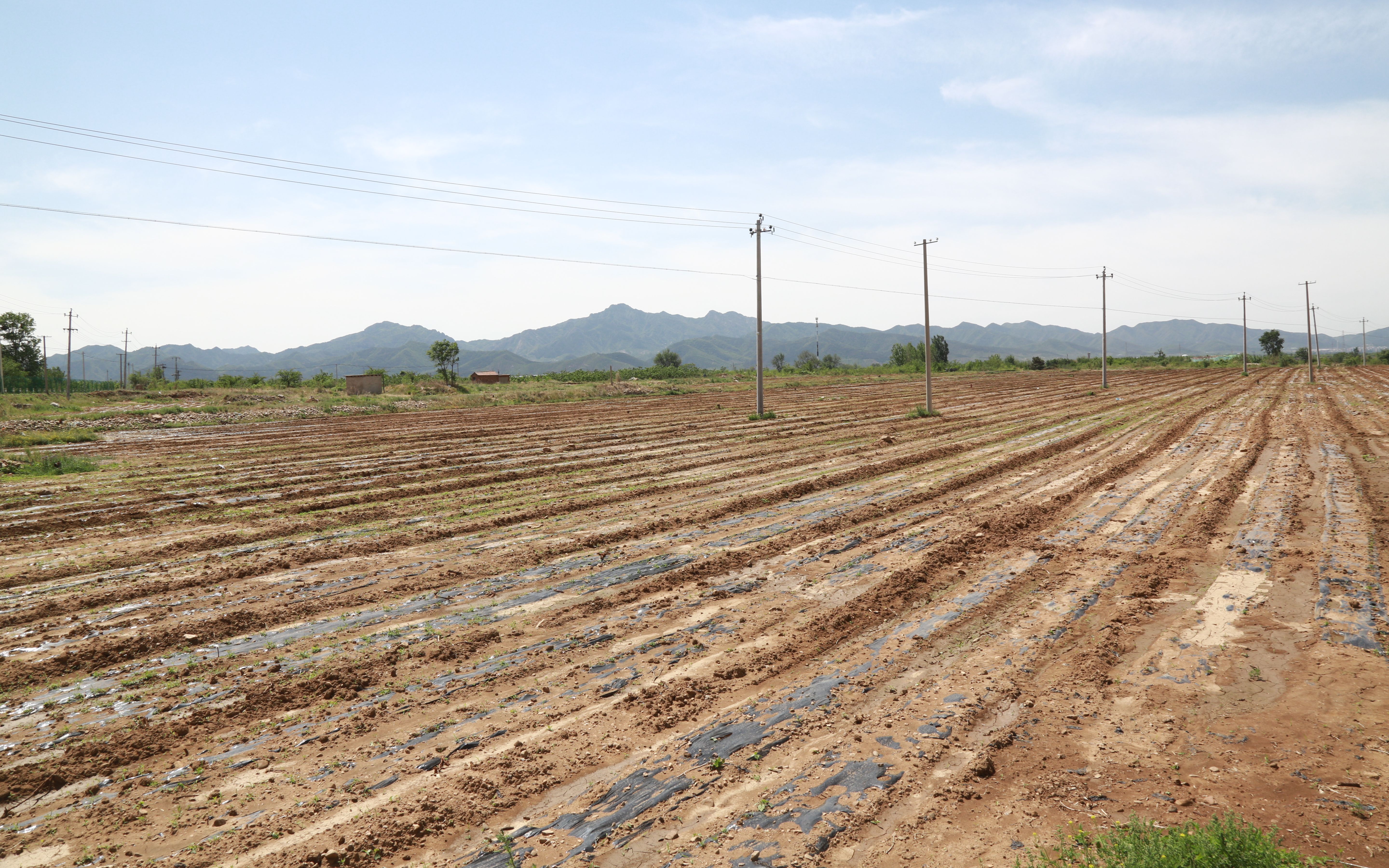 平谷北独乐河村300亩撂荒低效耕地变身朝天椒种植示范园