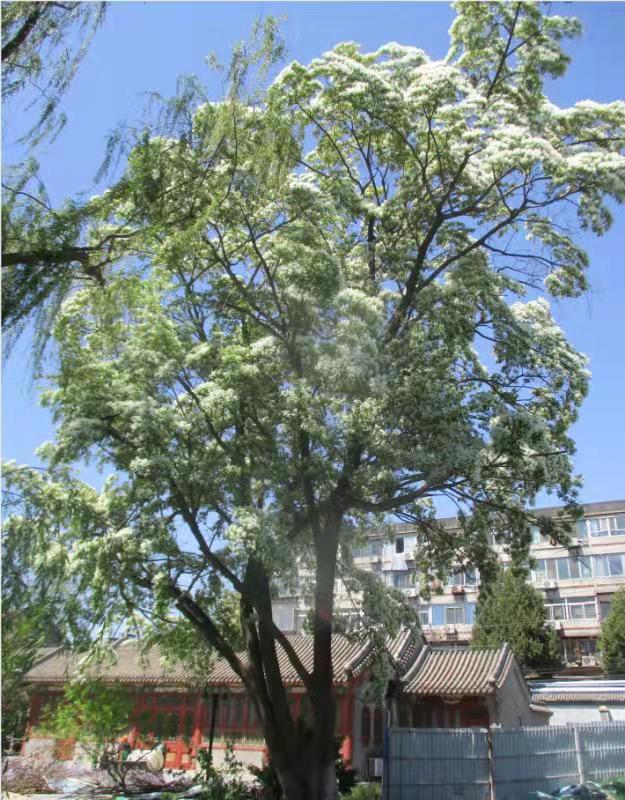 北京到底还有几棵古流苏树?最老一株树龄约为580年