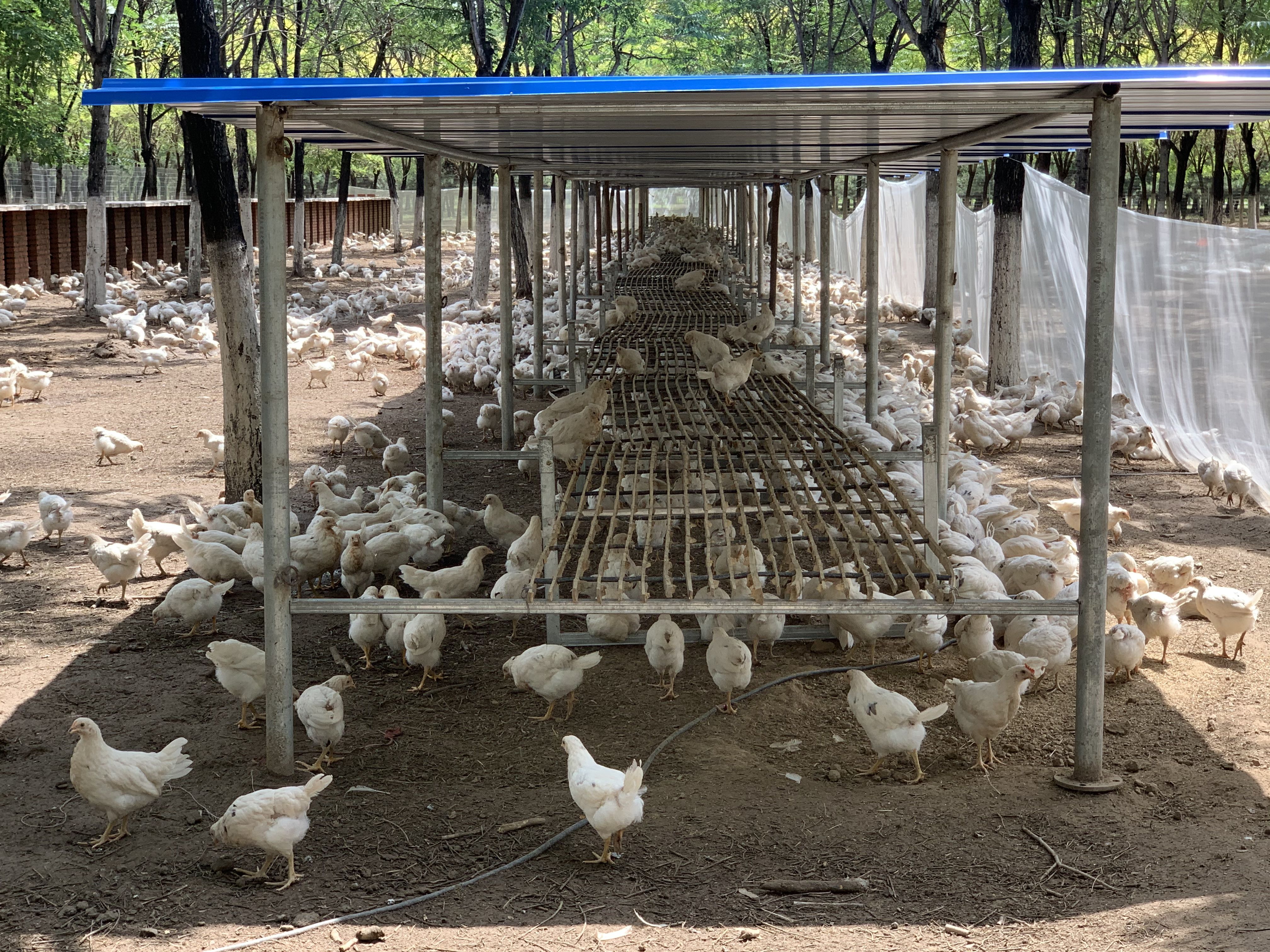在西鲍辛庄村的东南侧林地里,鸡舍围栏正在搭建中,已有6000只白羽鸡"