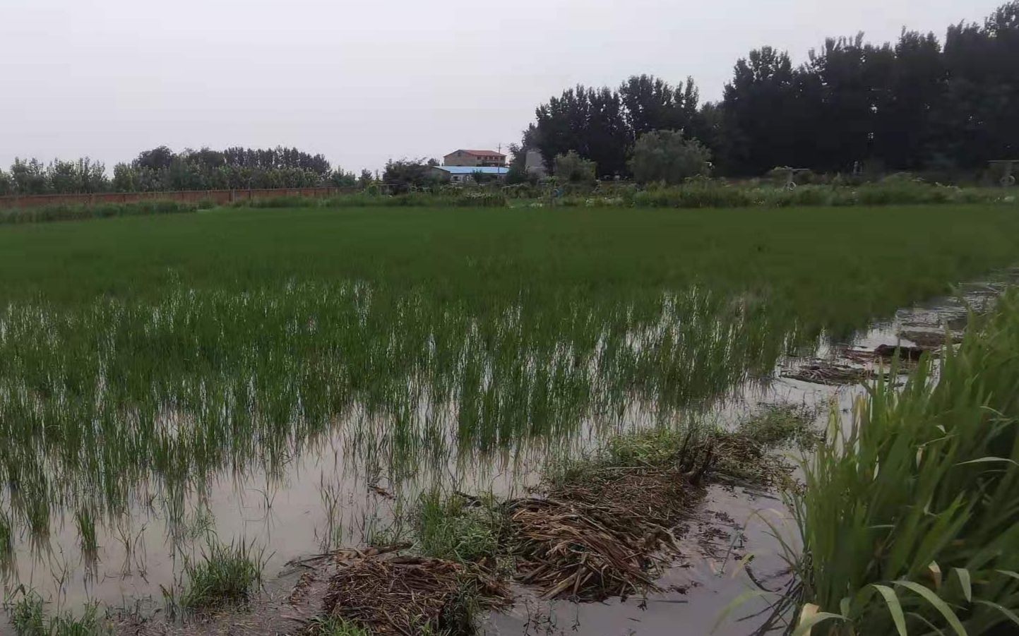 7月23日,新乡市原阳县水稻受灾情况.