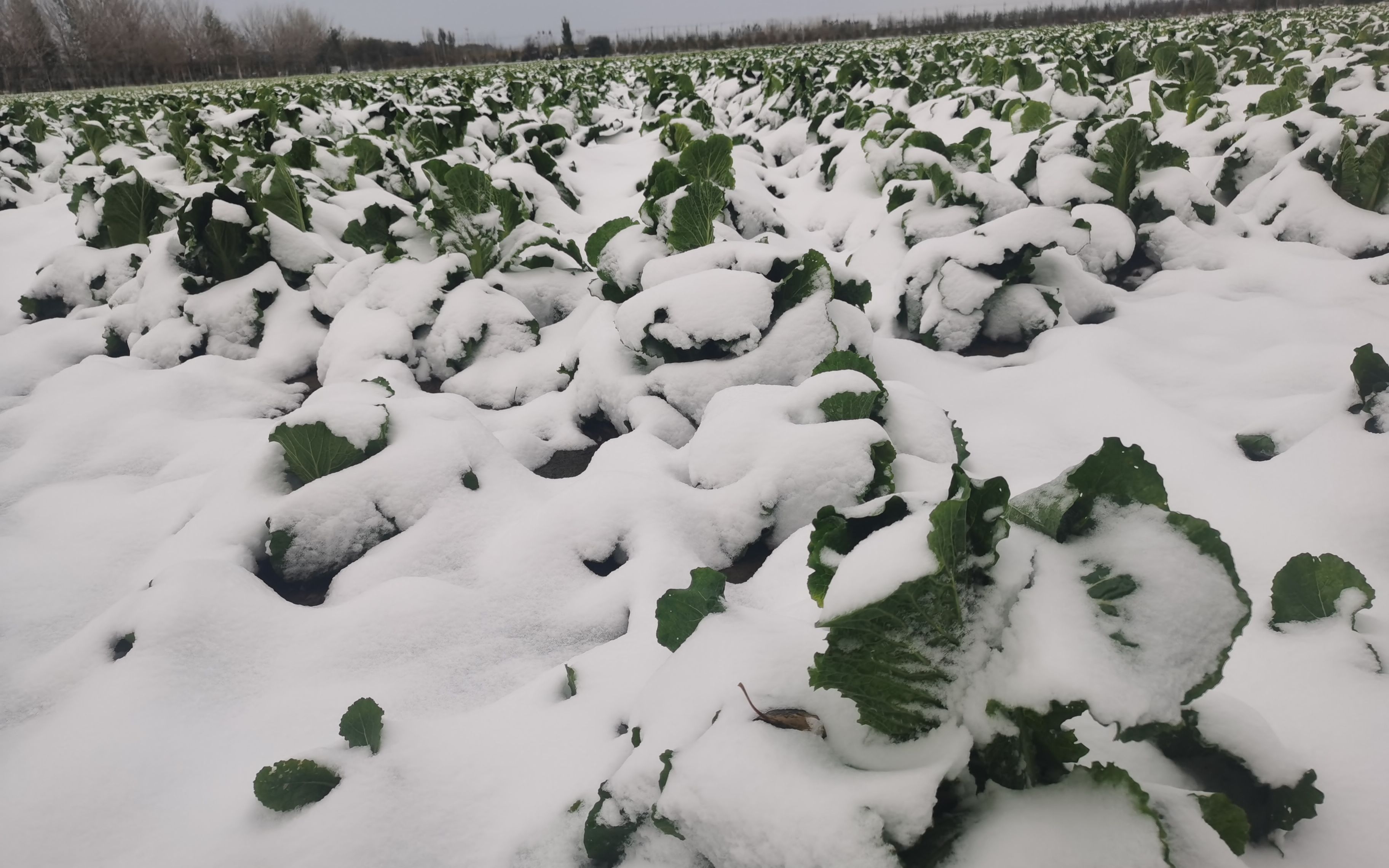 雪中京郊大棚被压塌菜农紧急采收油麦菜