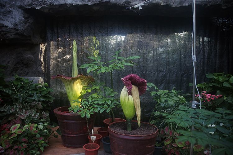 国家植物园第三株巨魔芋开花巨魔芋群体开花创下多项纪录