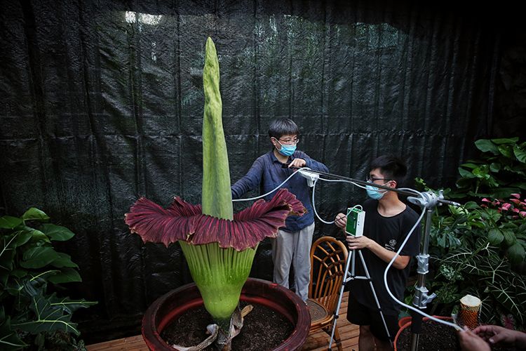 国家植物园第三株巨魔芋开花巨魔芋群体开花创下多项纪录
