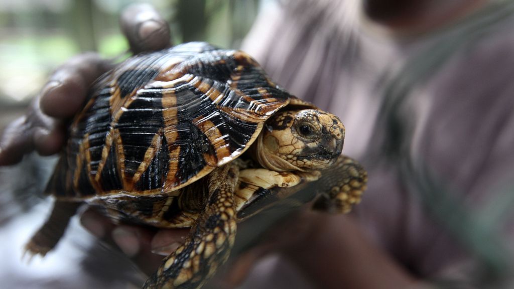 边防部队在印度——孟加拉国边境缴获952只将被走私到孟加拉国的星龟