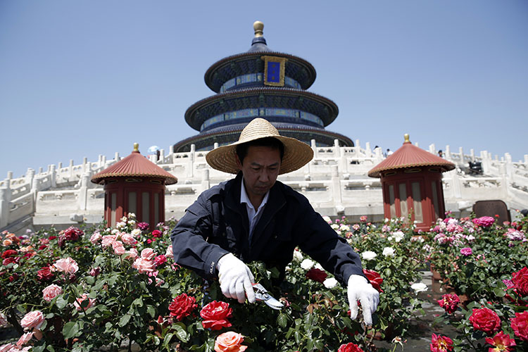 祈年殿前42℃ 天坛园艺师紧急为月季花降温|组图