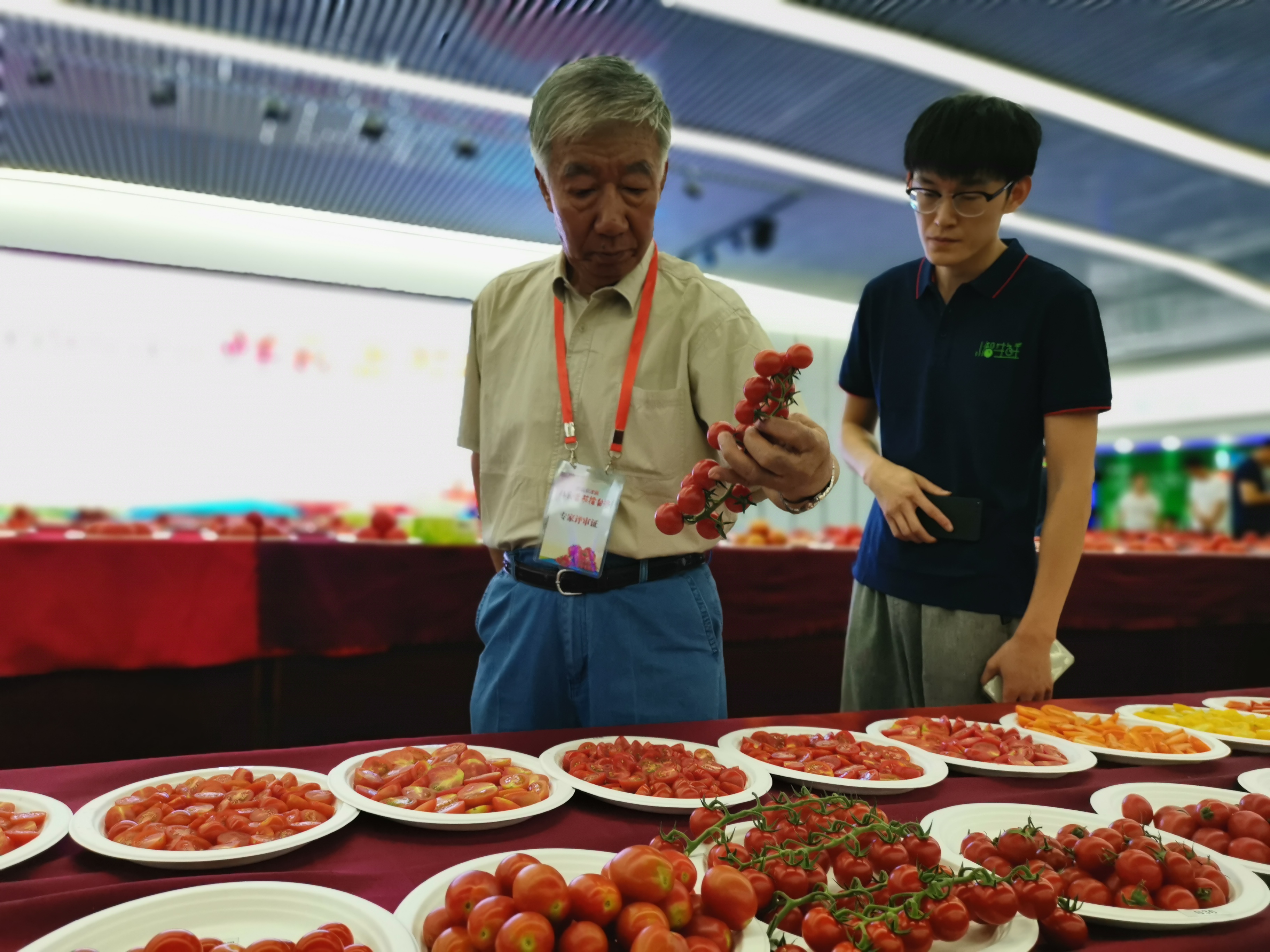北京举办鲜食番茄擂台赛 五省市百余种番茄竞选