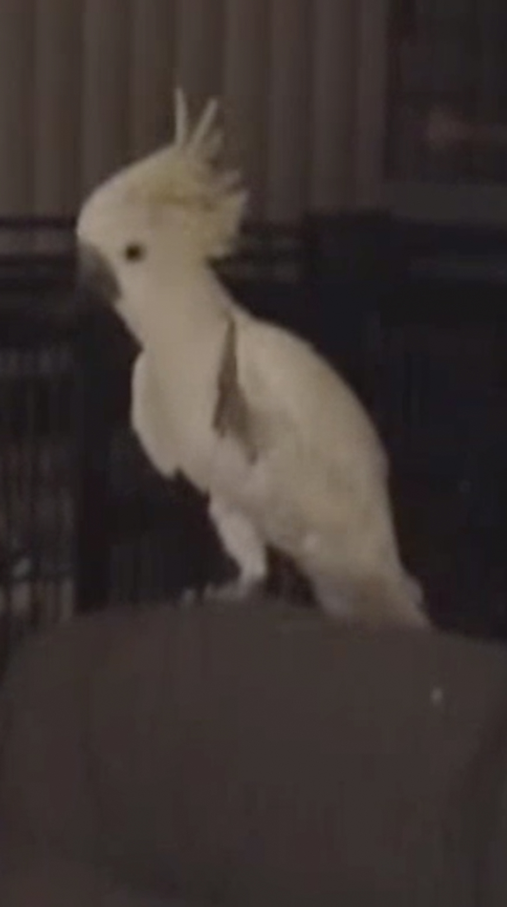 网红 鹦鹉自创14个动作伴着音乐蹦迪