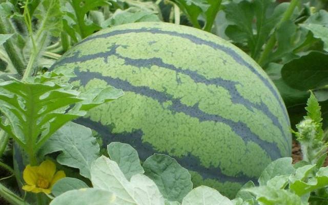 北京西瓜即将下市 下一拨瓜从哪里来