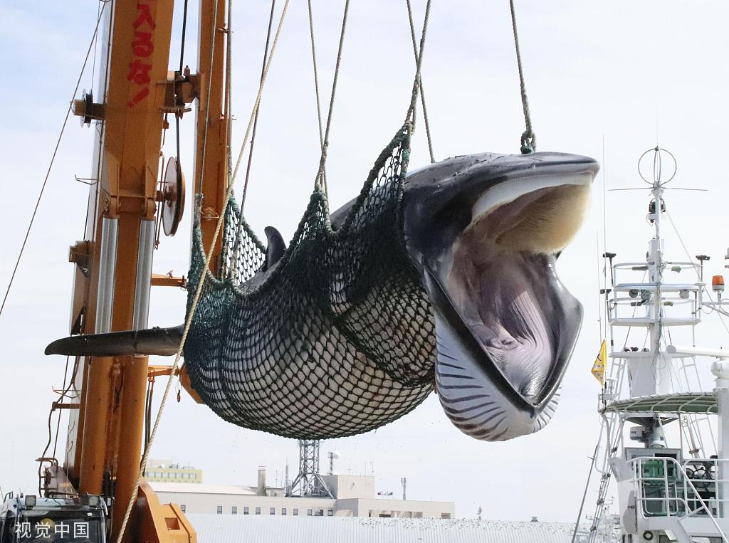 据共同社报道,商业捕鲸中负责近海作业的捕鲸母船日新丸10月4日返回
