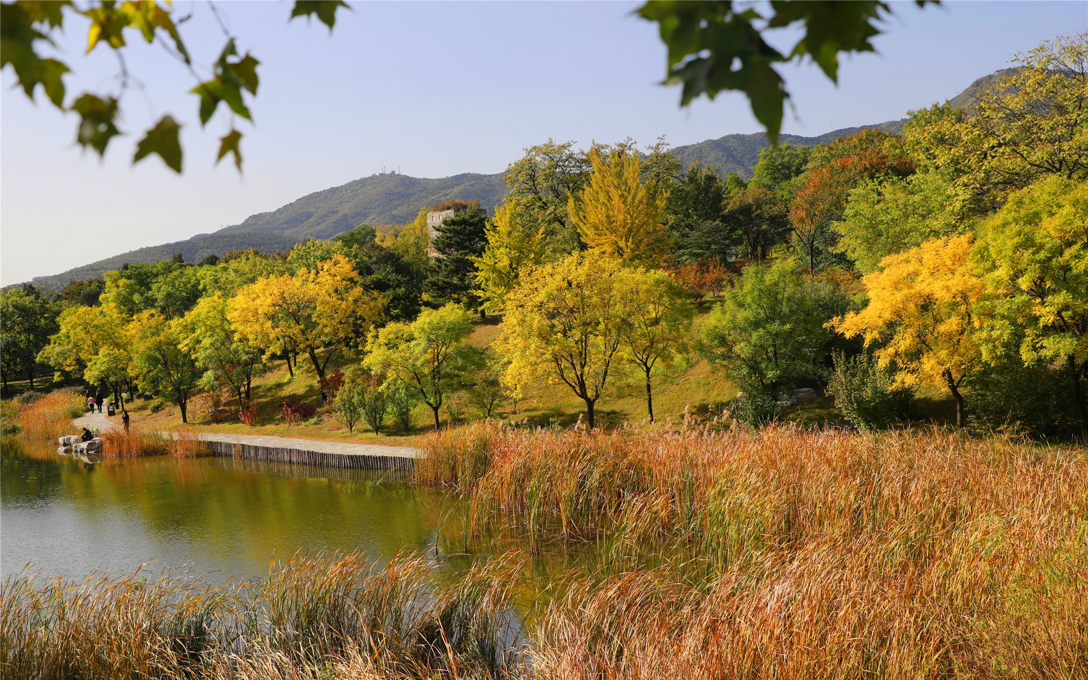 白蜡银杏,芦苇残荷,北京市属公园20处秋景本周可赏