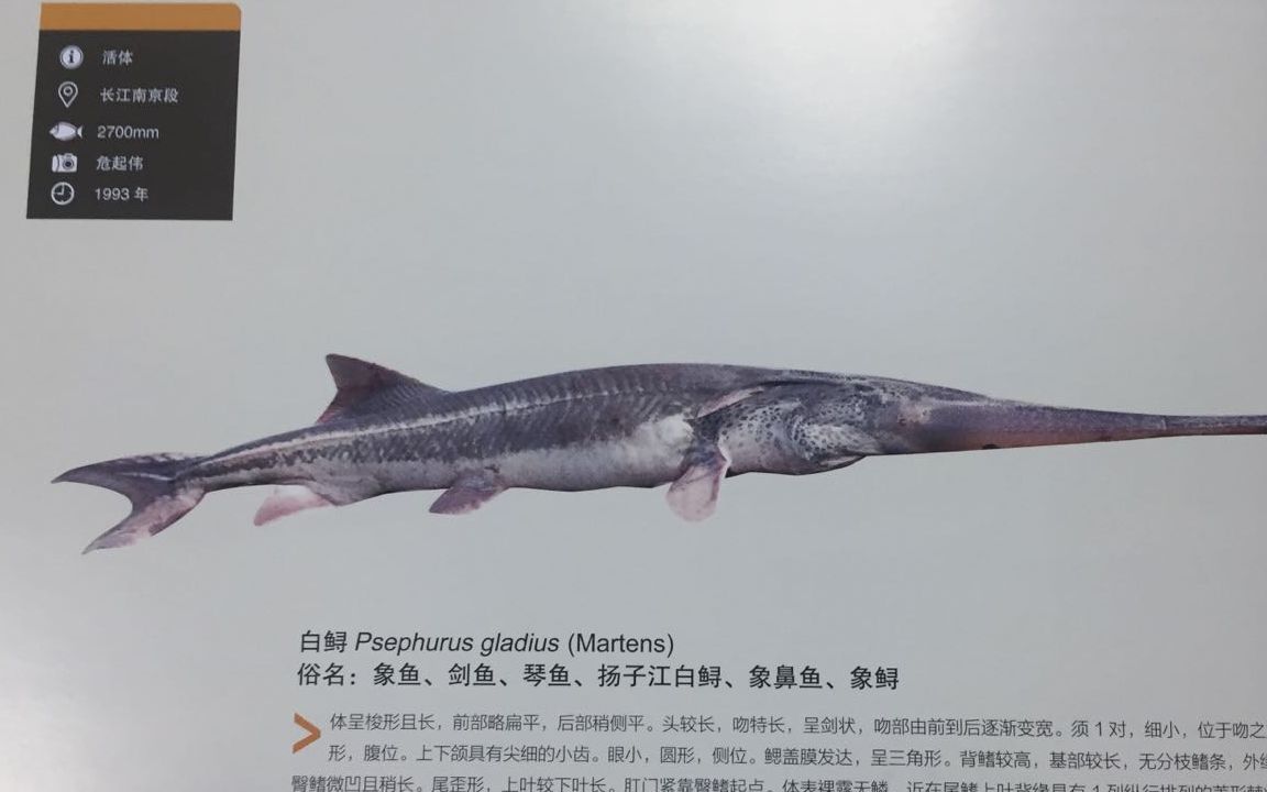 “长江白鲟灭绝”论文作者：长江很多鱼都要灭绝了