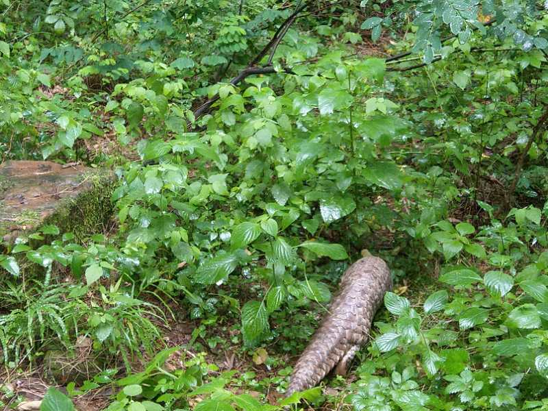 江西鄱阳县发现野生穿山甲，当地林业局：10年来首次