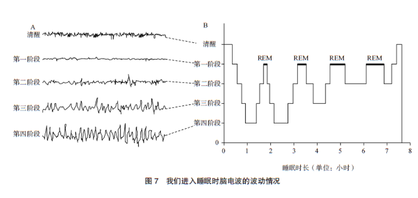 第一, 在我们进入睡眠周期后,脑电波会逐渐变慢.