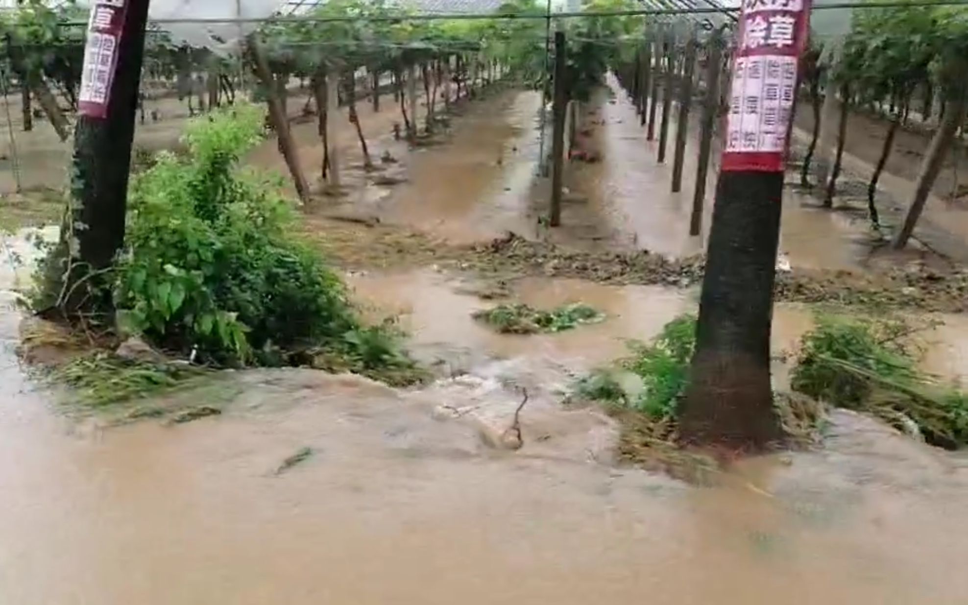 加固圩堤疏通水渠 独山镇农户补救被淹作物