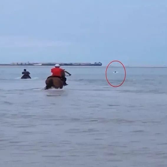 三匹马下海参与救人后两马死亡，第三匹马出现咳嗽症状正接受治疗