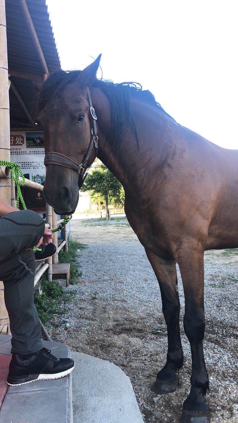 三匹马下海参与救人后两马死亡，第三匹马出现咳嗽症状正接受治疗