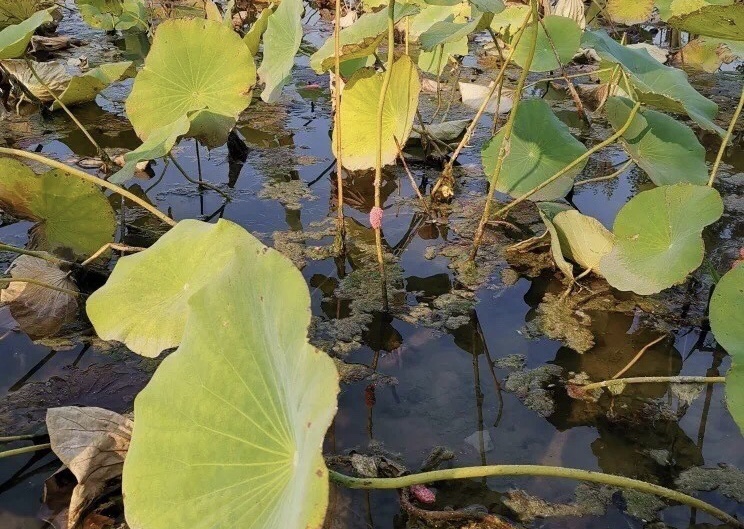 北京温榆河公园疑现入侵物种福寿螺之卵，公园管理处：已及时清理