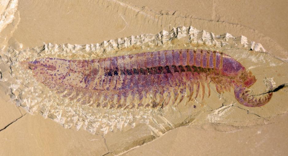 奇虾是体长可达两米的顶级捕食动物,被认为是节肢动物的祖先类型