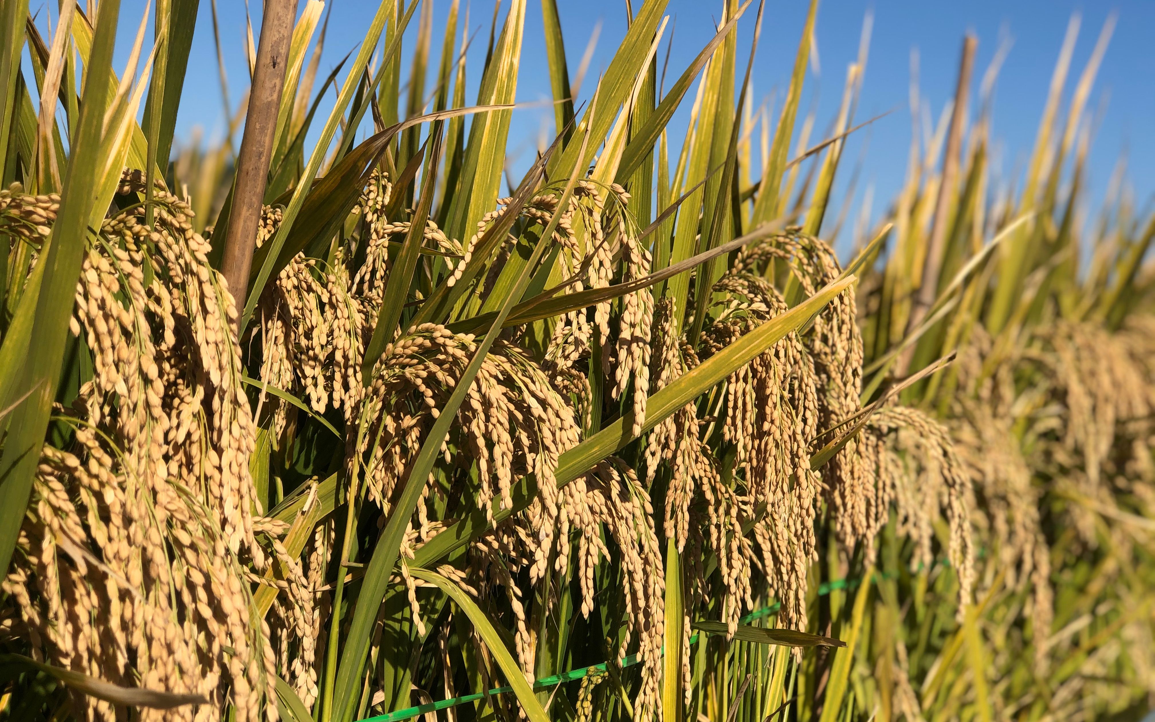 农业农村部发布非洲猪瘟防控强化措施指引