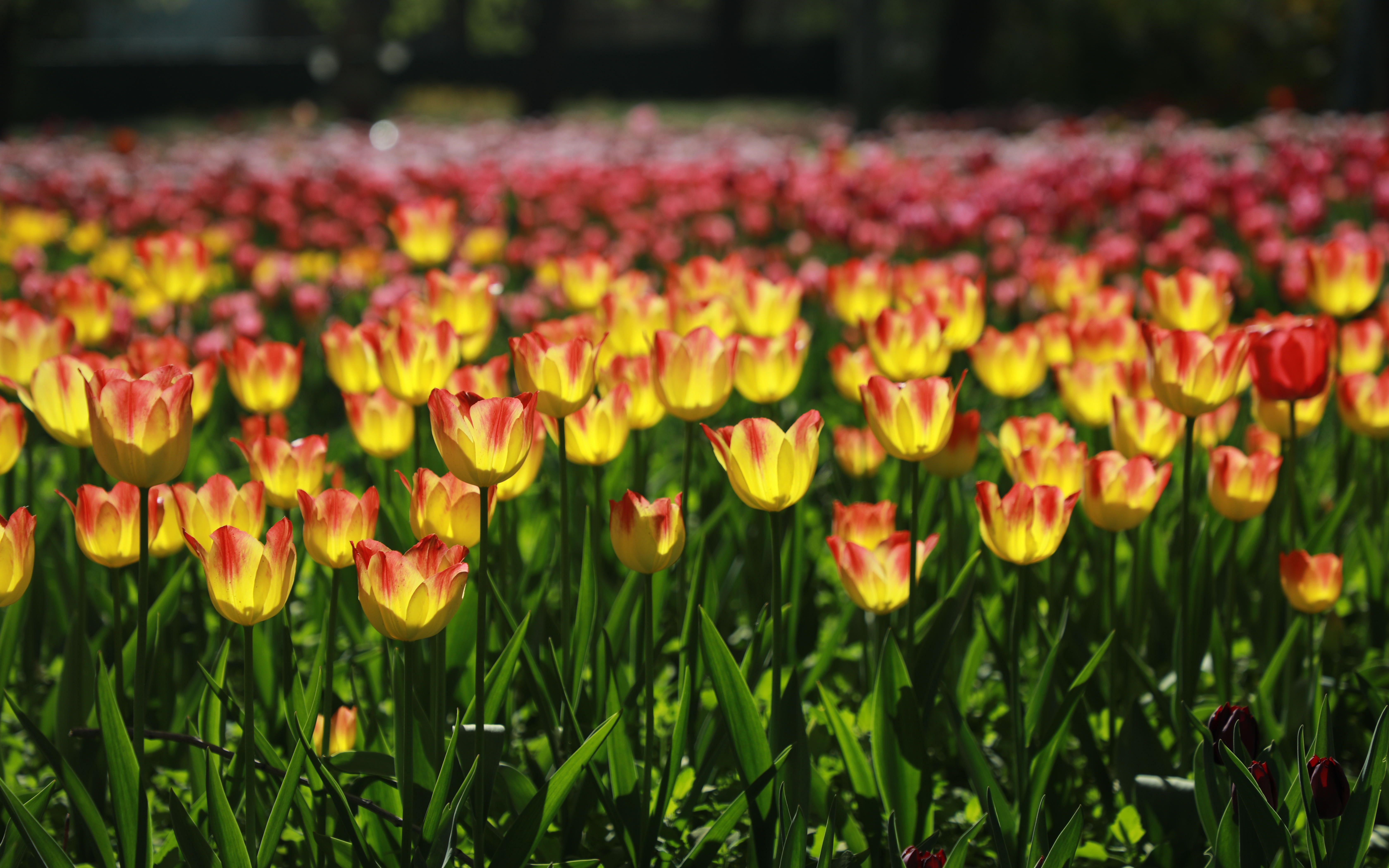 北京植物园郁金香迎来最佳观赏季 红色 泰迪熊 首次亮相