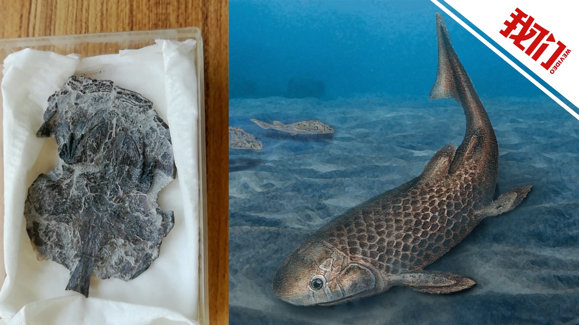 云南发现39亿年前肺鱼化石新属种生态复原图公布