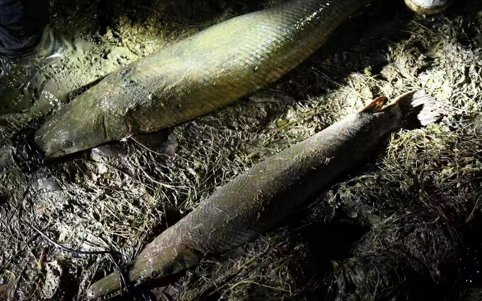河南汝州“怪鱼”已被抓获：系2条鳄雀鳝，已进行无害化处理